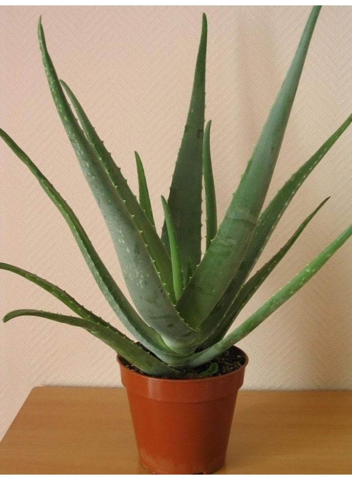 نبات الصبار الحي، نبات عصاري طبي للأماكن الداخلية، مجموعة من 2 نبات في أصيص - Image 4